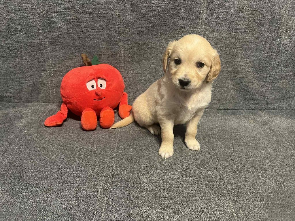 Już do odbioru.  Evita suczka Golden Retriever.