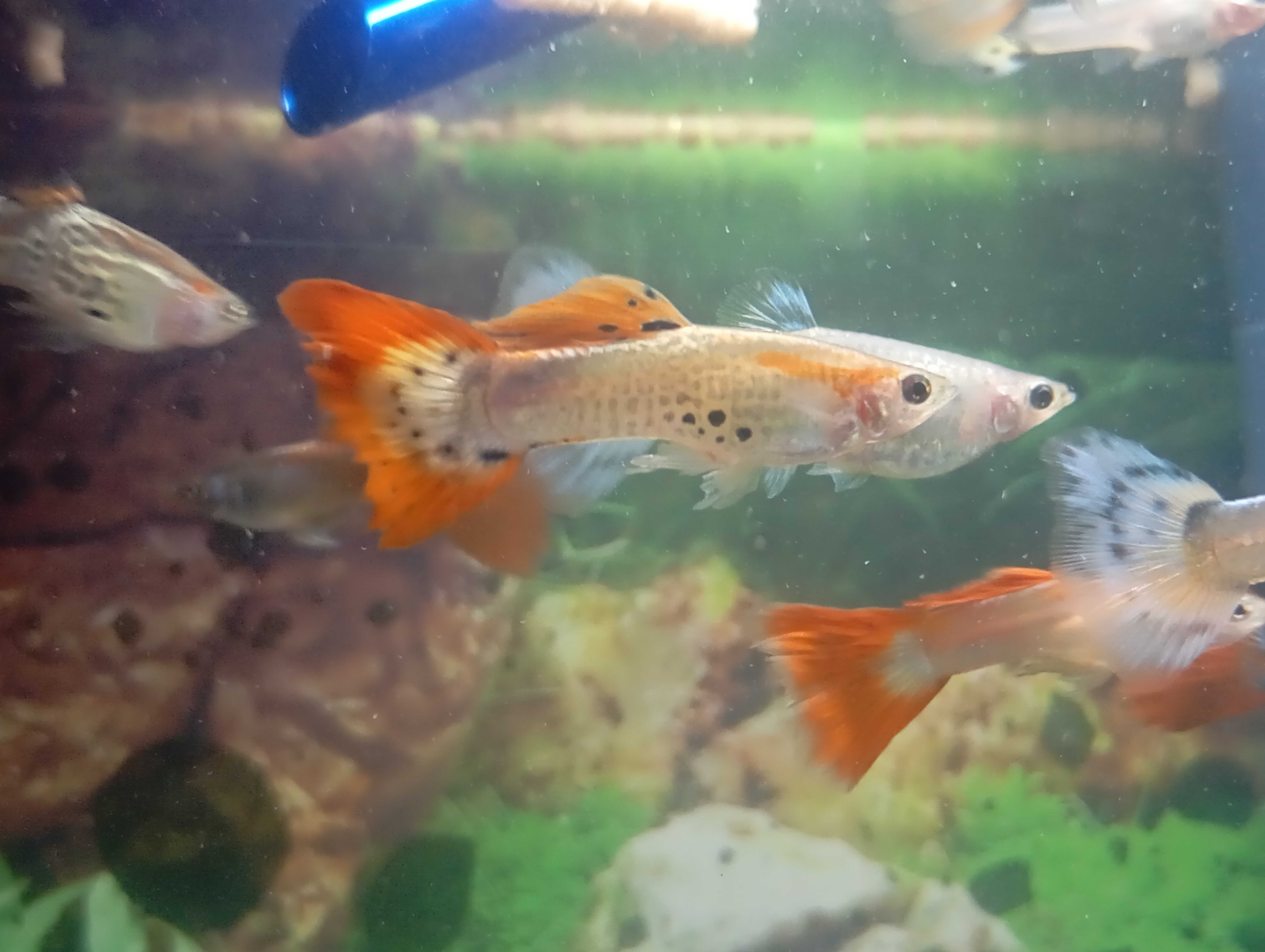 Peixes     guppy