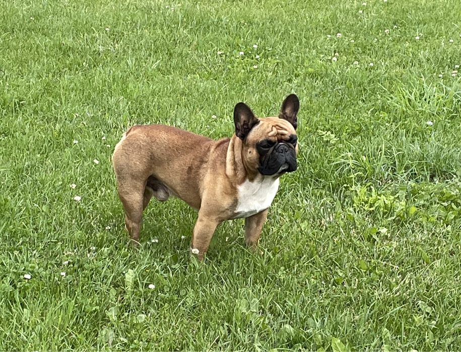 В‘язка Французький Бульдог