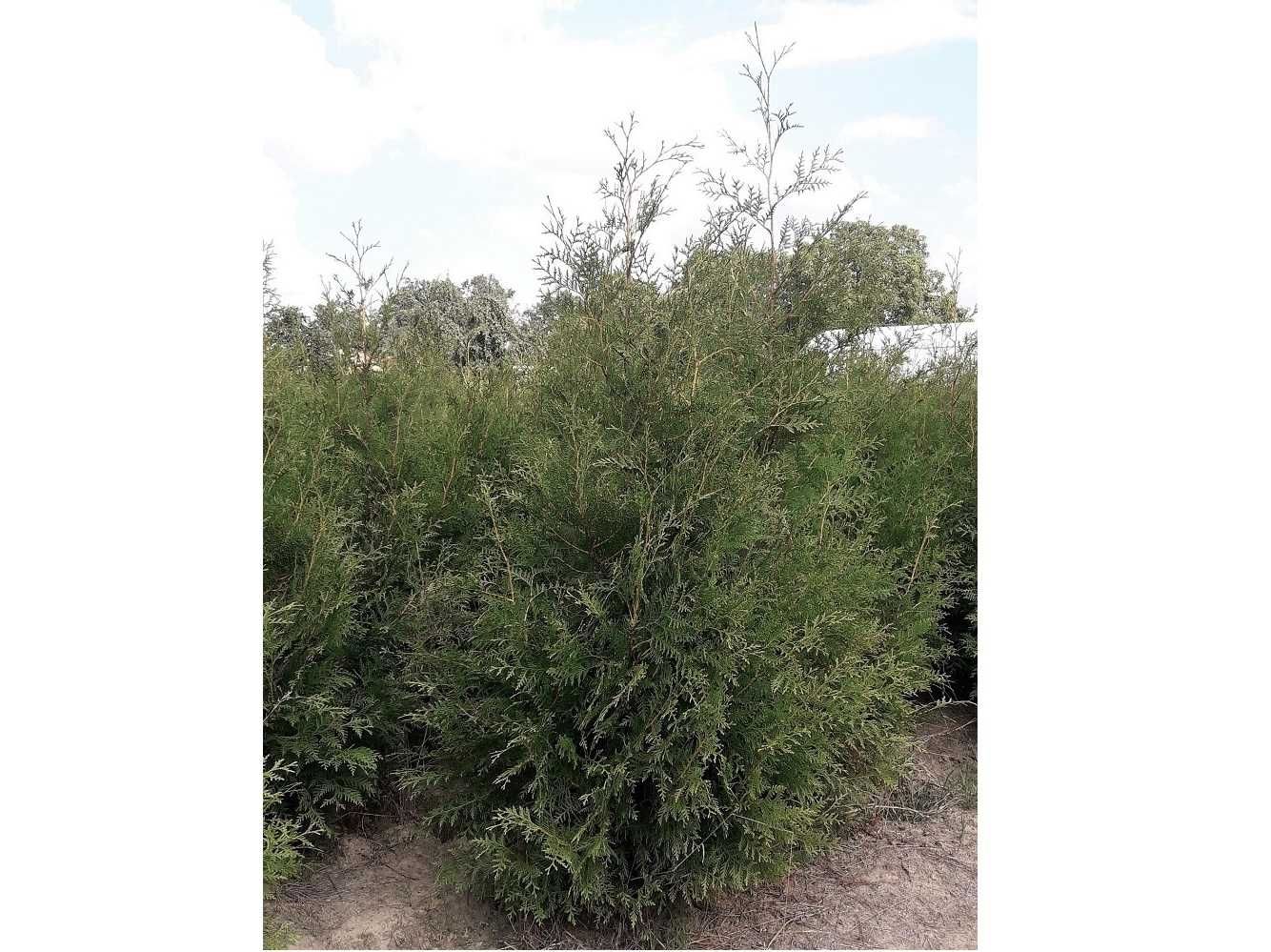 Tuja Brabant! 200,220,240,250,300 cm! Sadzimy! Tuje! Thuja! Dowozimy!