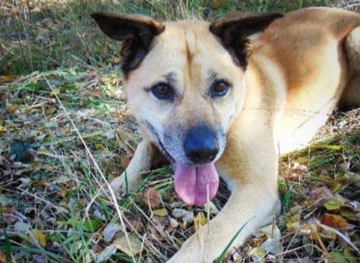 Blondie - poleca się do adopcji