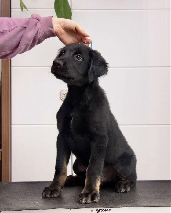 Nagi pies meksykański standardowy, xolo, wersja owłosiona, samiec