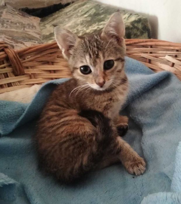Кошенятко шукає люблячу родину!