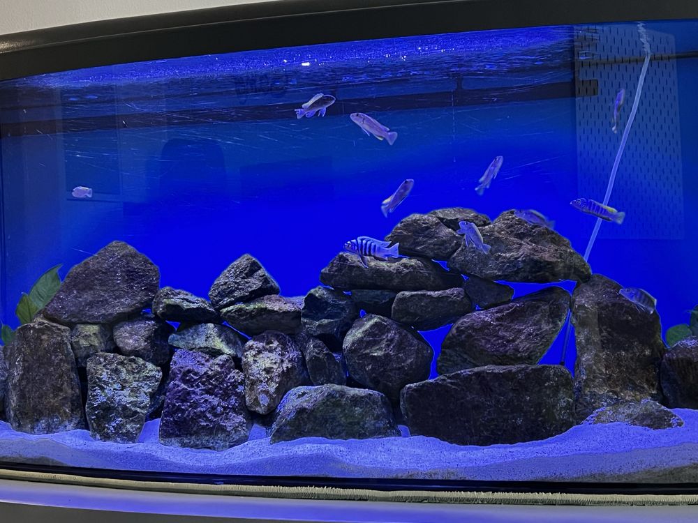 Akwarium 205 l z filtrem