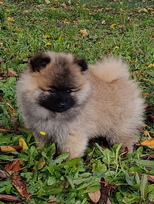 Szpic miniaturowy pomeranian sunia