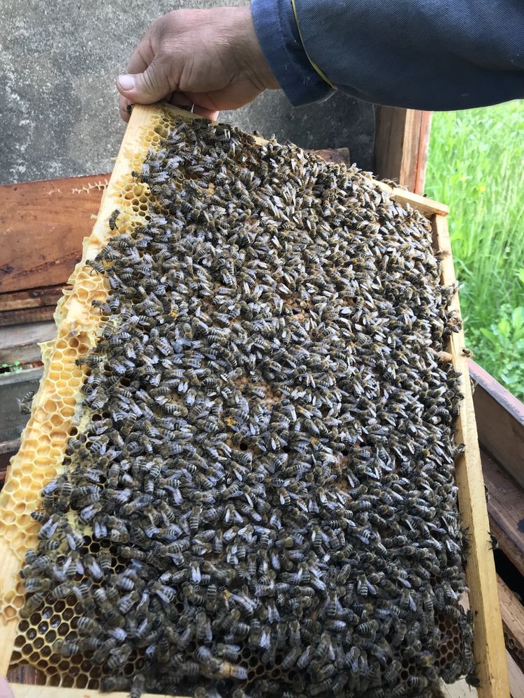 Продамо бджоломатки вид Карпатка