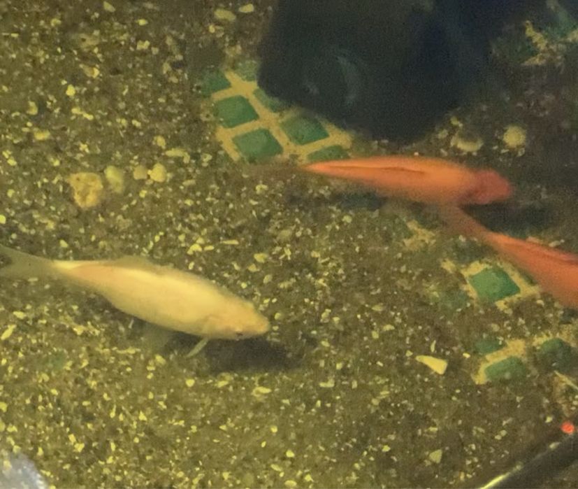 Peixes de agua fria para lagos