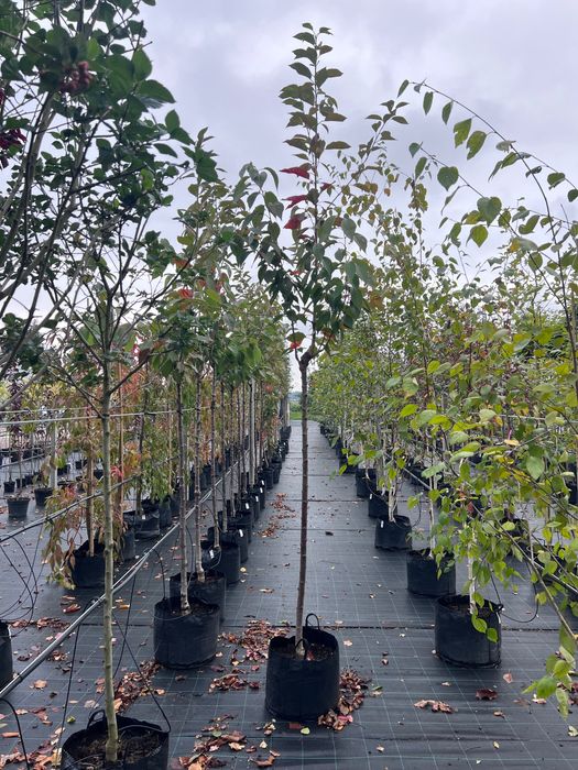 Wiśnia piłkowana Prunus serrulata ‚Amanogawa’ obw. 8-10cm Pa160 wys 3m