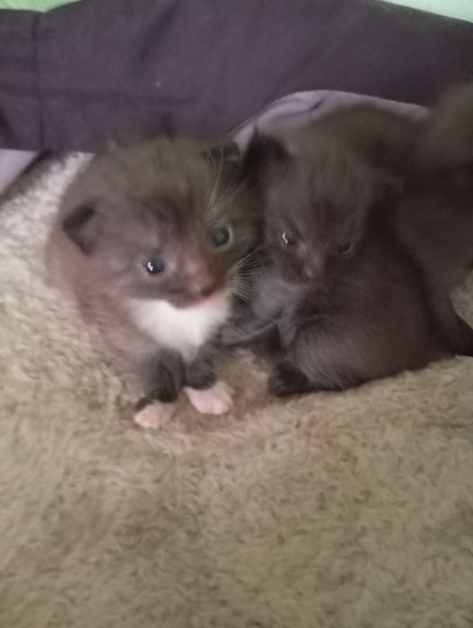 Przepiękne kocięta szukają najlepszego domu