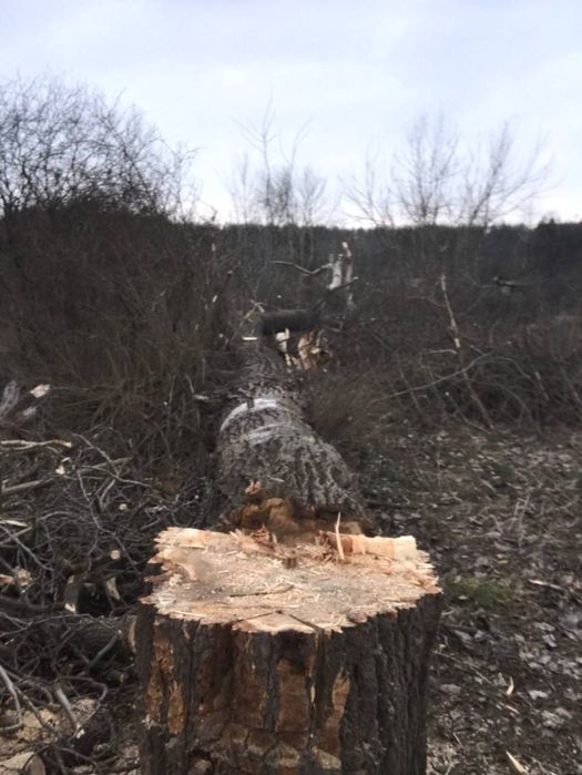 Обрізка дерев, Спил дерев, Валка, Корчування, Кронування дерев