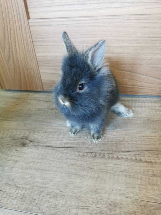 Kroliczki miniaturki