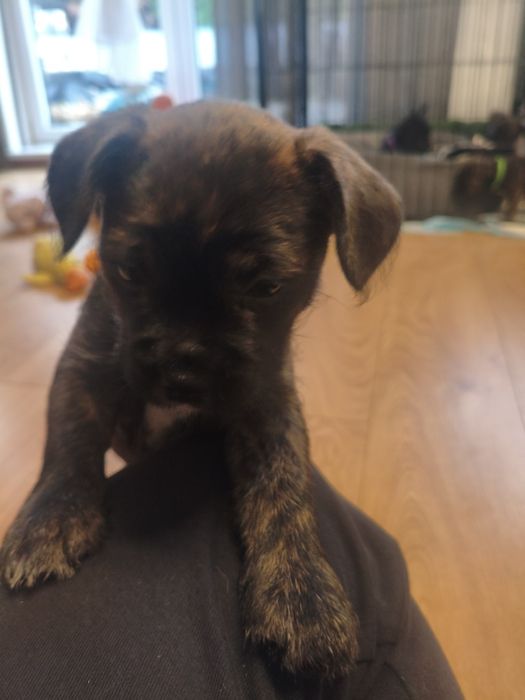 Szczeniak mieszaniec ( buldog francuski z yorkiem ) ZAREZERWOWANE )