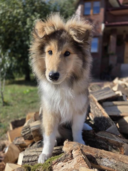 Owczarek Szkocki Długowlosy Collie FCI