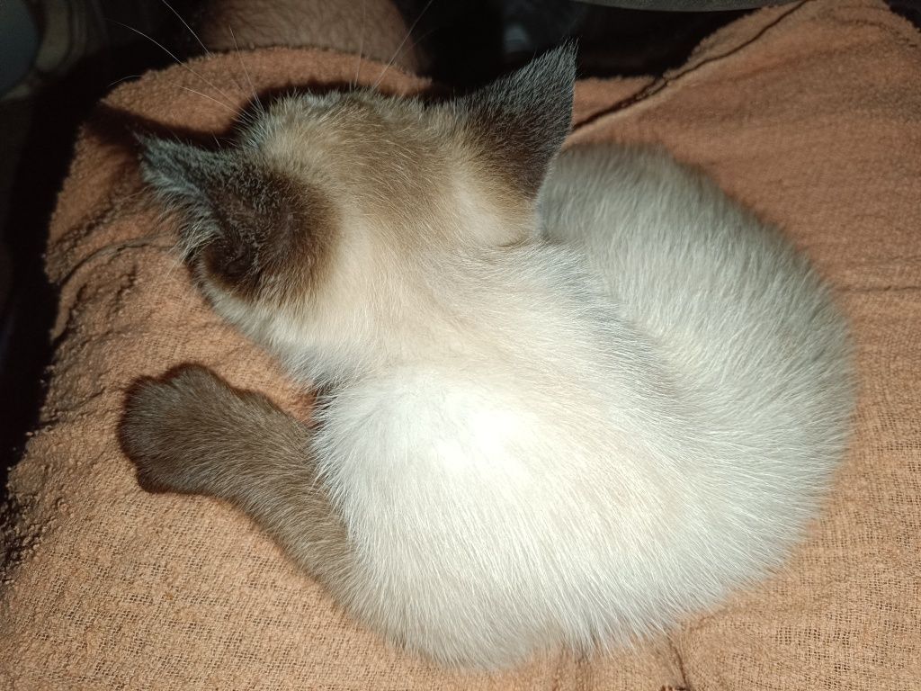 Gato para adoção