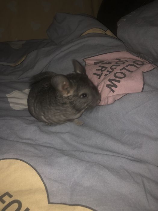 Продам гризуна, дівчинка