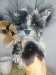 Yorkshire Terrier, xxs 1,3 kg, White merle, suka