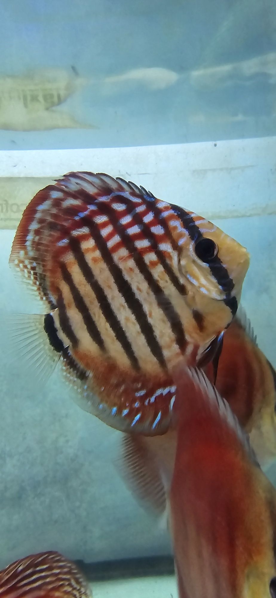 12 discus 400€ 11 a 19 cm