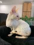 CORNISH REX - Dostępny kocurek o imieniu YOSHI Hodowla: MatiMalwa*PL
