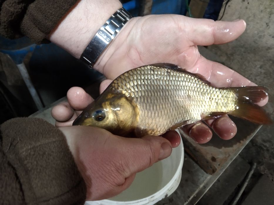 Karp królewski kroczek