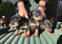 Pinscher Miniatura