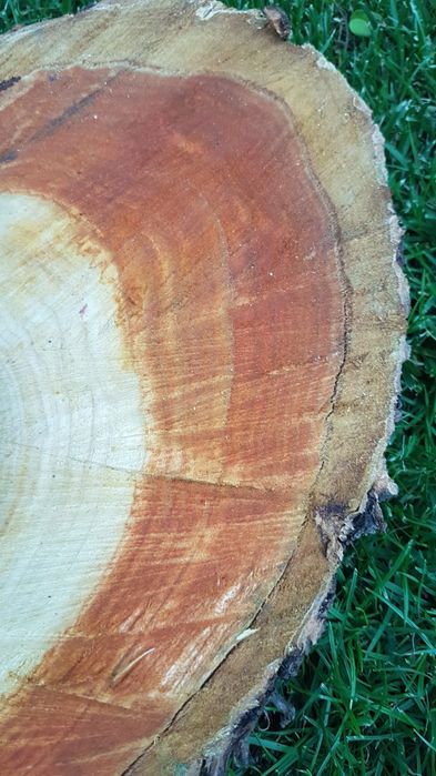 Plastry drewna jabłoń czereśnia drewniany stolik blat podstawa