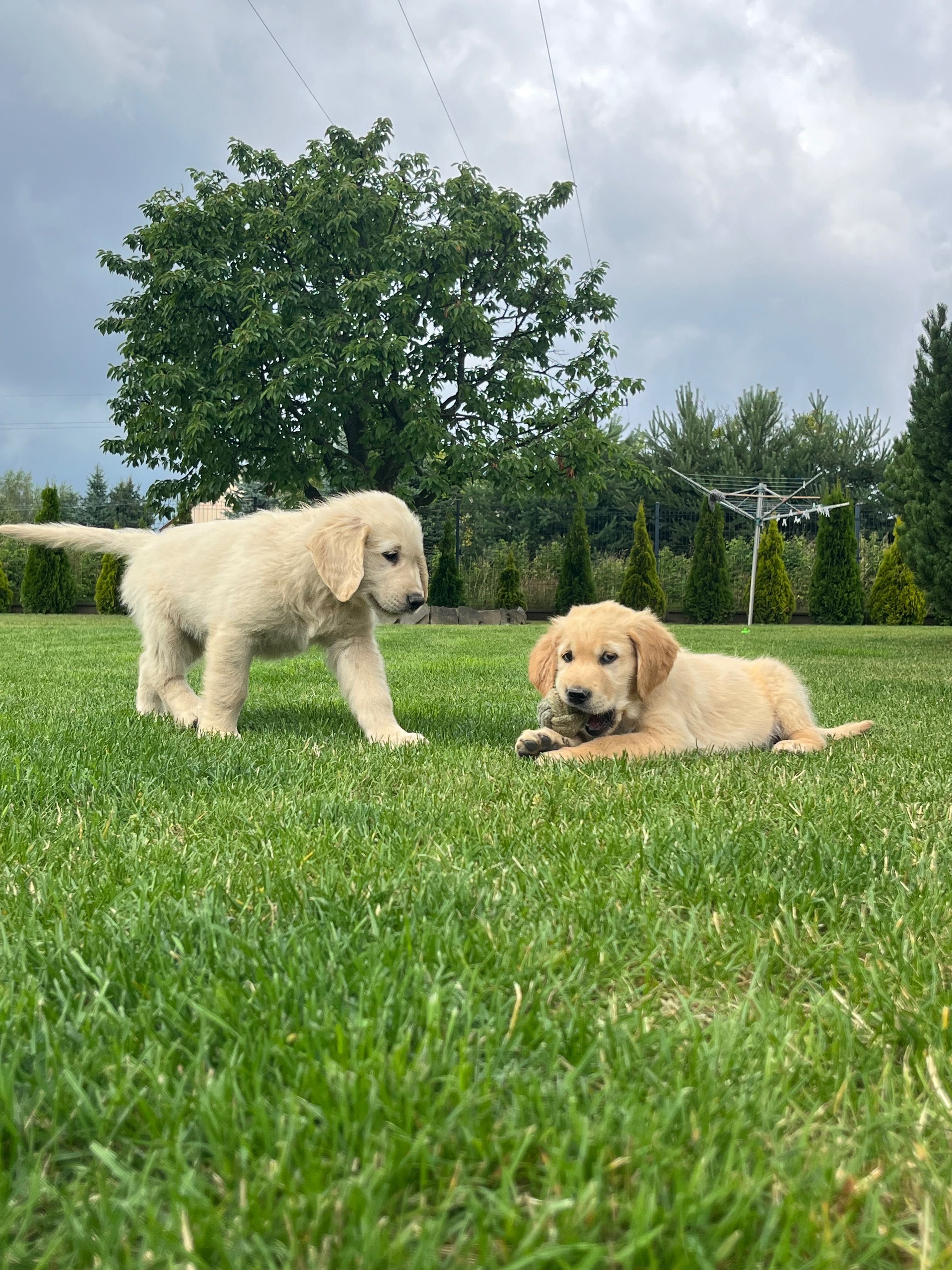 Golden retriever piesek