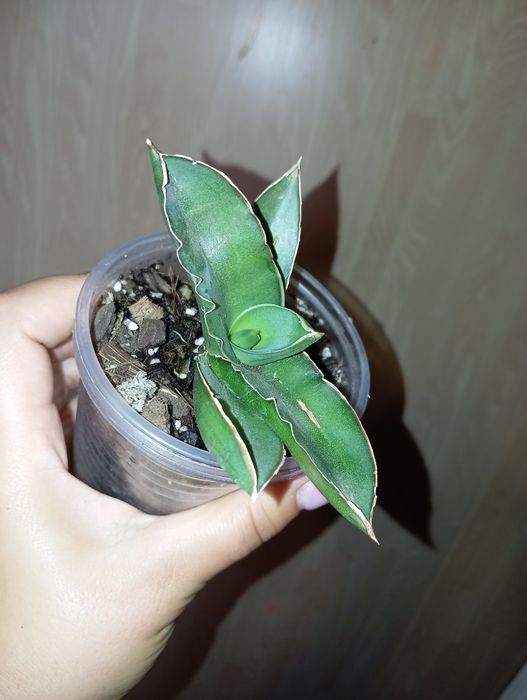 Сансевєрія самурай