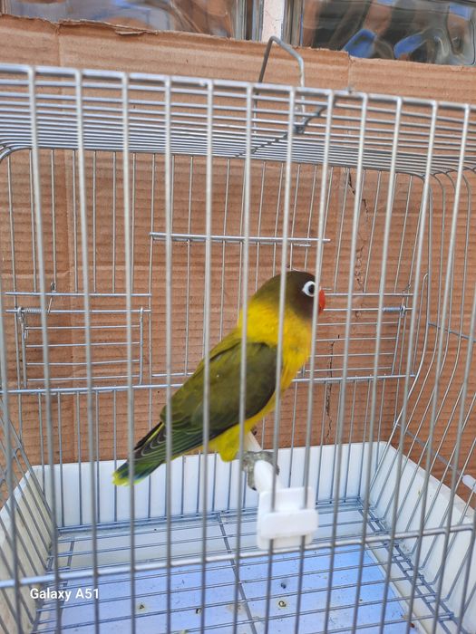 Agapornis Personata 2025 mais gaiola