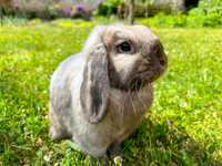 Delta samica mini lop