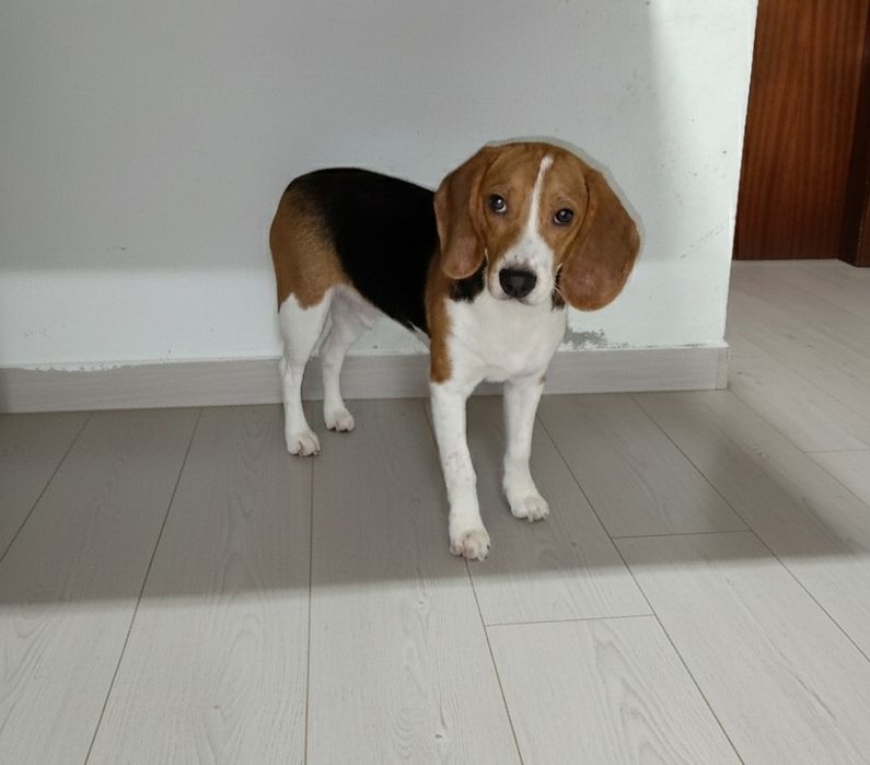 Beagle Macho Tricolor