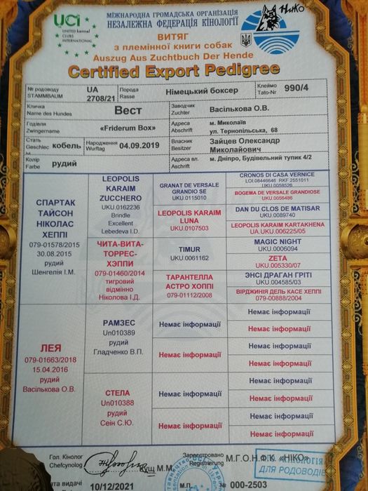 Боксер ищет подружку