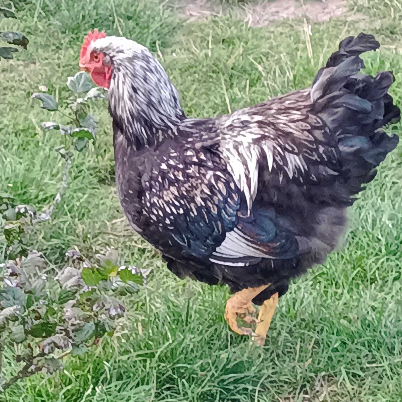Wyandotte olbrzymi, młode koguty ozdobne, barnewelder