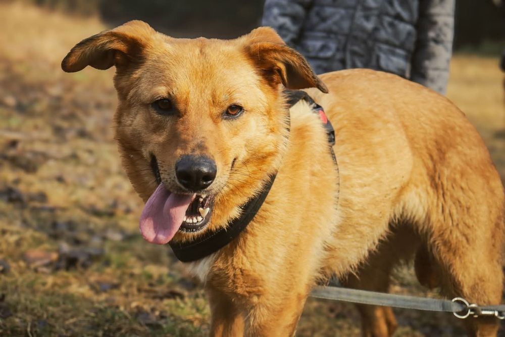 Tokyo energiczna łagodna suczka młoda szuka domu