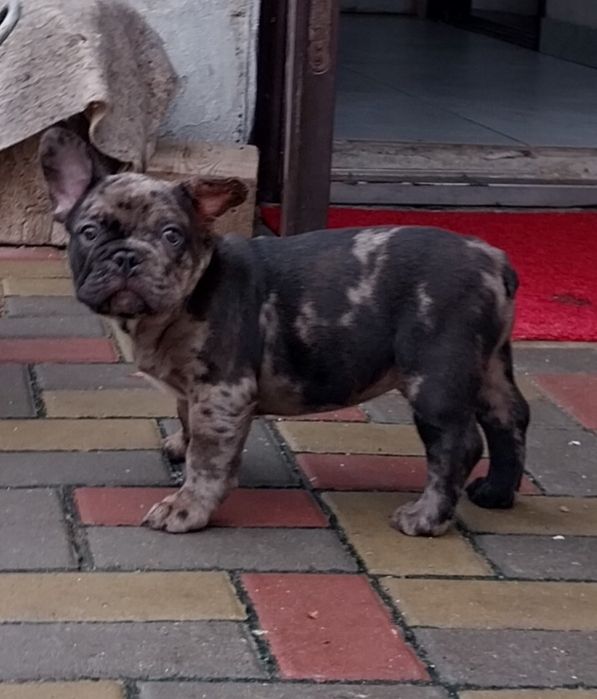 Хлопчик французский бульдог