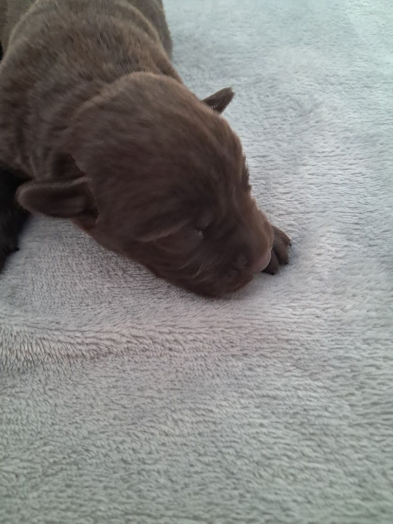 Labrador retriever
