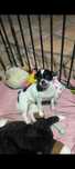 Chihuahua menina mini
