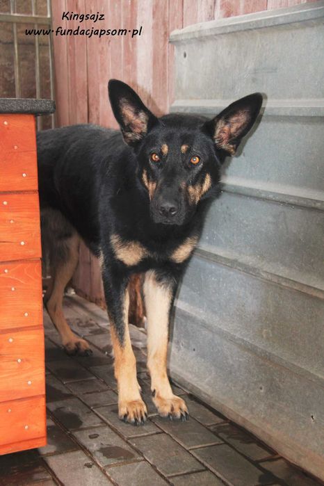 Kingsajz - skromny psiak