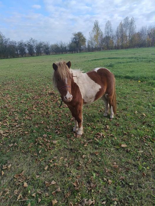 Sprzedam 2 ładne kucyki (oba razem)