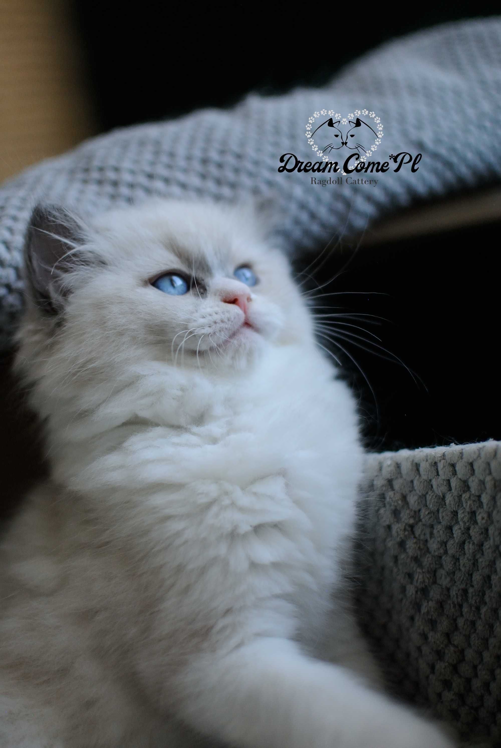 Kotka blue bicolor ragdoll FPL