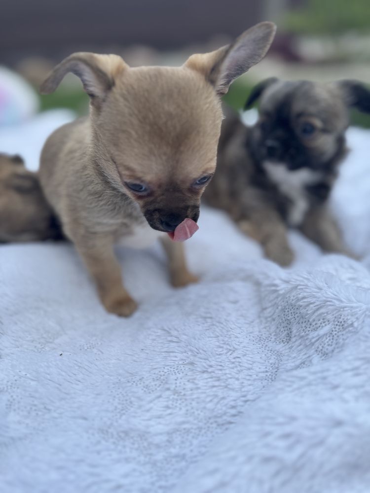 Chihuahua piesek