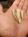 Fósseis dentes de Enchodus