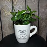 Кофе Арабіка (Coffea Arabica) кавове дерево