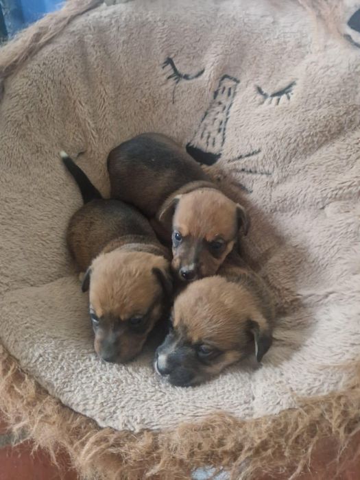 Dou cães com 2 meses