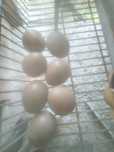 Vendo ovos de faisao versicolor 10€ a dúzia