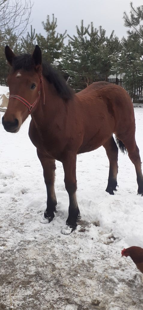 Źrebak 6 miesięcy kasztan gniady