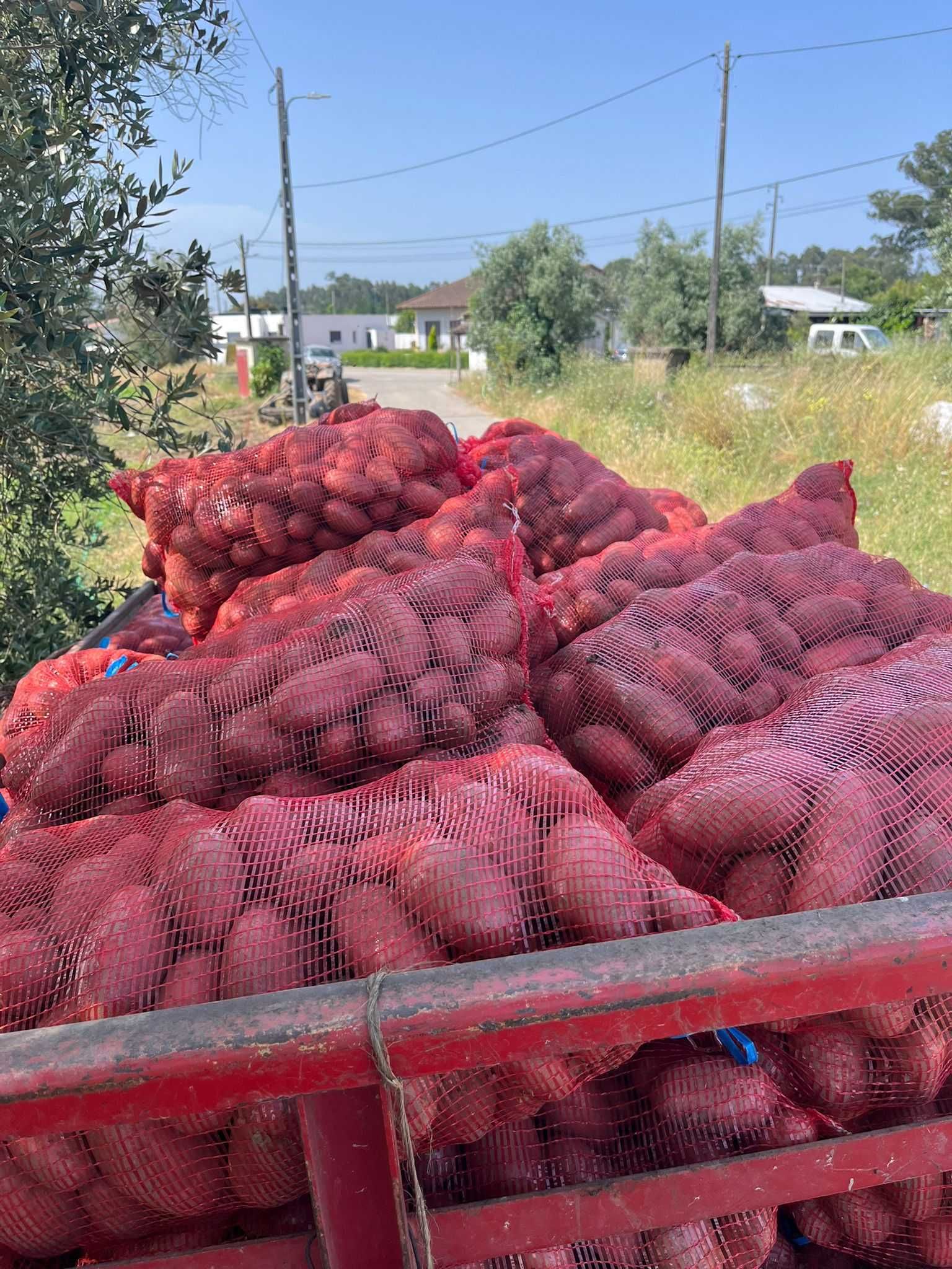 Batata vermelha nova