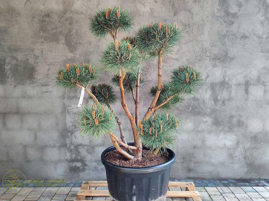 Sosna pospolita formowana 084 NIWAKI, BONSAI OGRODOWE, Topiary