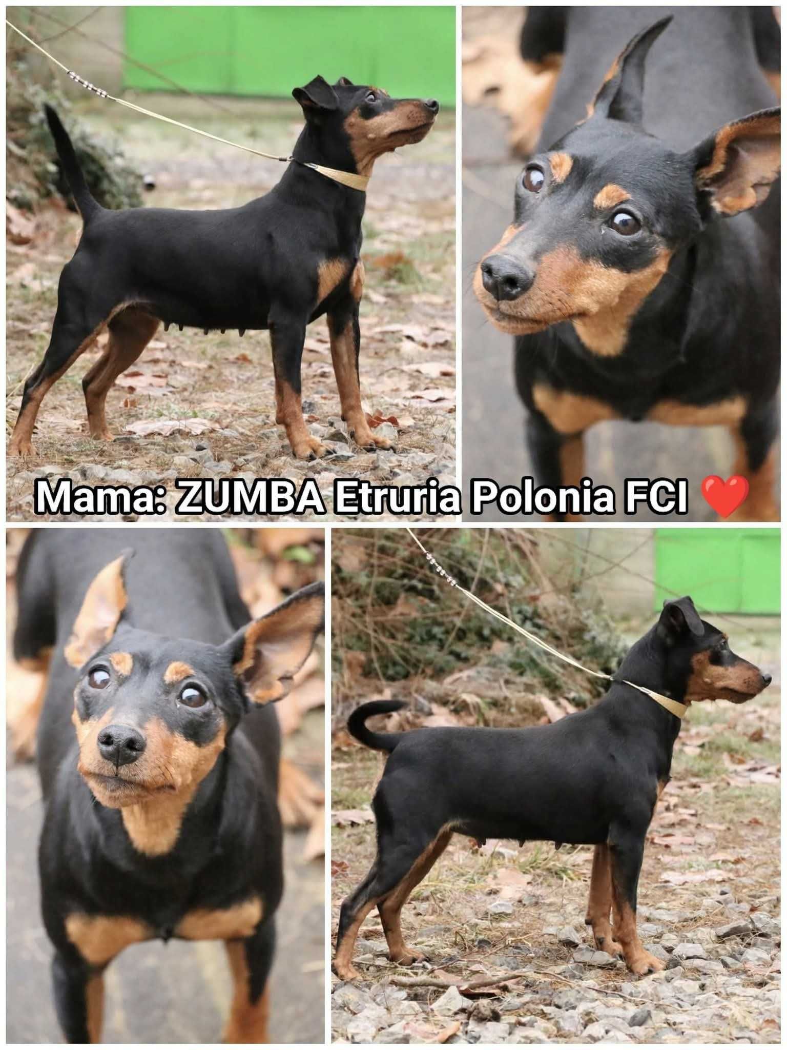 Pinczer Miniaturowy po Ch.PL - okazja! Rodowód FCI, okolice W-wy