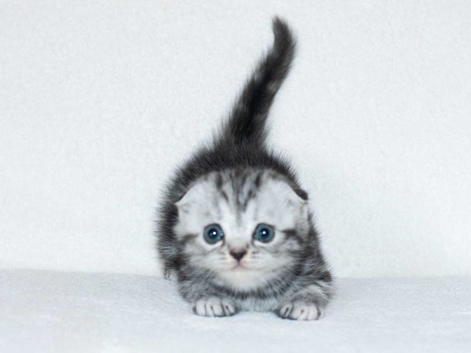 Шотландська висловуха мармурова дівчинка Аманда