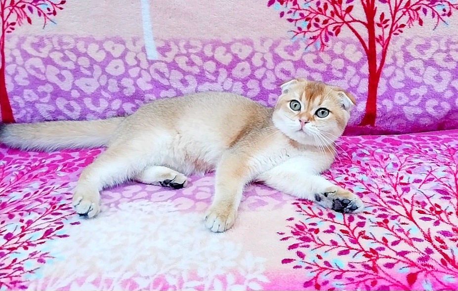 Скоттиш фолд девочка Золотая шиншилла
